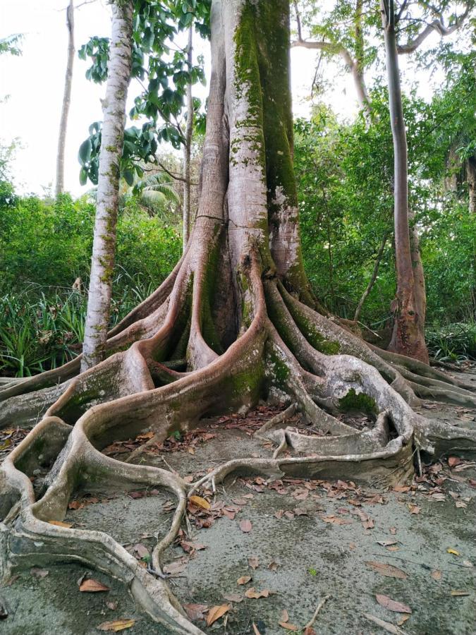 Four Monkeys Eco Lodge Jungle & Beach - The House Cabo Matapalo 外观 照片