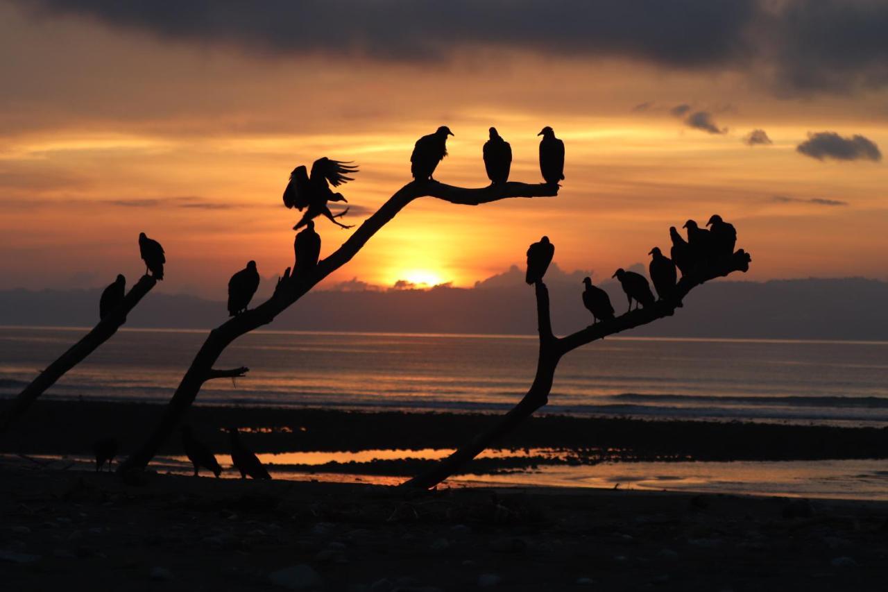 Four Monkeys Eco Lodge Jungle & Beach - The House Cabo Matapalo 外观 照片