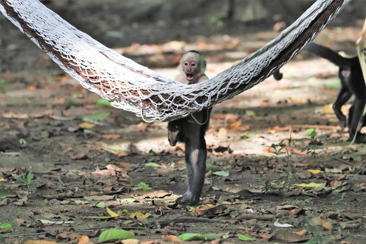 Four Monkeys Eco Lodge Jungle & Beach - The House Cabo Matapalo 外观 照片
