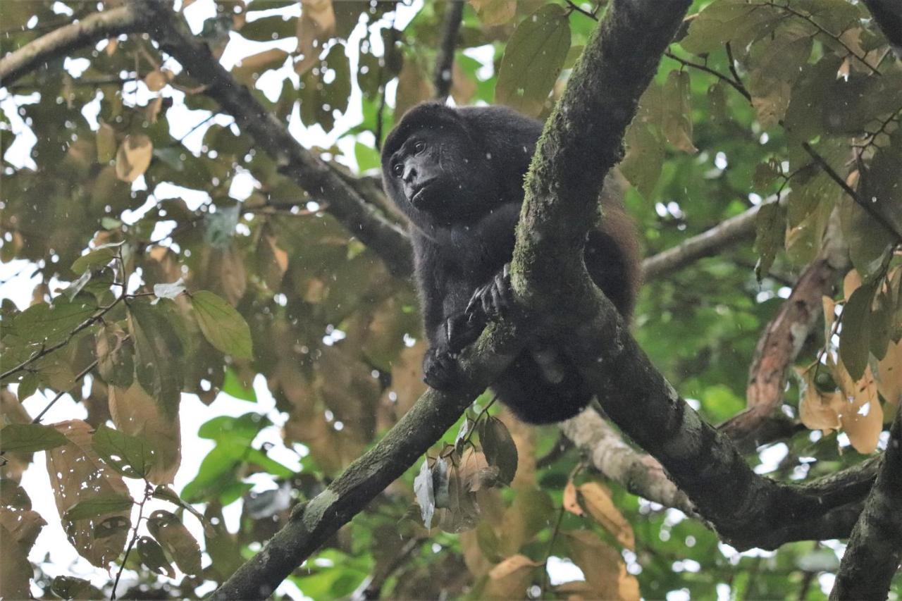 Four Monkeys Eco Lodge Jungle & Beach - The House Cabo Matapalo 外观 照片