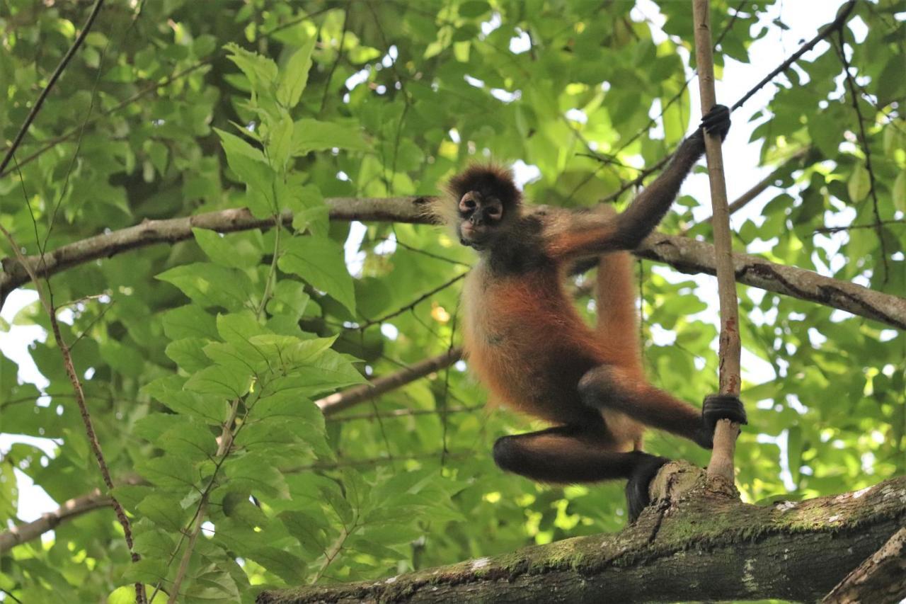 Four Monkeys Eco Lodge Jungle & Beach - The House Cabo Matapalo 外观 照片