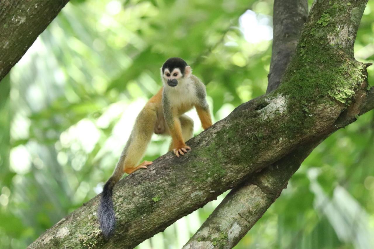 Four Monkeys Eco Lodge Jungle & Beach - The House Cabo Matapalo 外观 照片