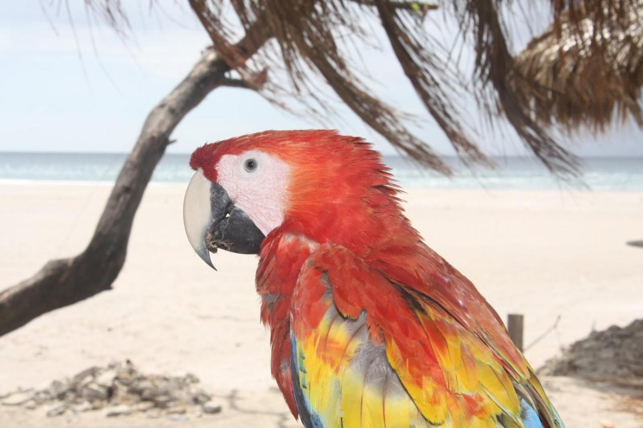 Four Monkeys Eco Lodge Jungle & Beach - The House Cabo Matapalo 外观 照片
